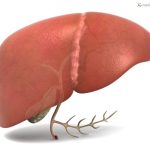 Liver (front) with gallbladder Source: http://www.medicalgraphics.de/